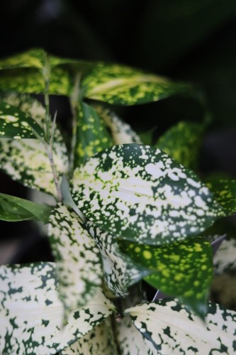 Zbliżenie liści Dracaena ‘Florida Beauty’ ukazujące nieregularne, jasne przebarwienia i elegancką strukturę liści. Roślina łatwa w pielęgnacji i dekoracyjna.