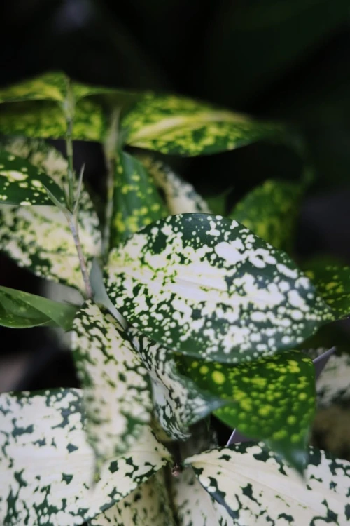 Zbliżenie liści Dracaena ‘Florida Beauty’ ukazujące nieregularne, jasne przebarwienia i elegancką strukturę liści. Roślina łatwa w pielęgnacji i dekoracyjna.