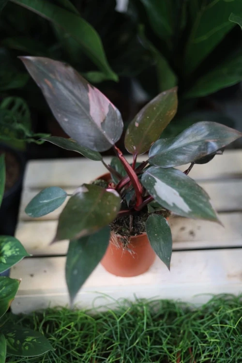 Philodendron ‘Pink Princess’ – efektowna roślina doniczkowa o ciemnych liściach z różowymi, dekoracyjnymi przebarwieniami. Idealna do nowoczesnych wnętrz.
