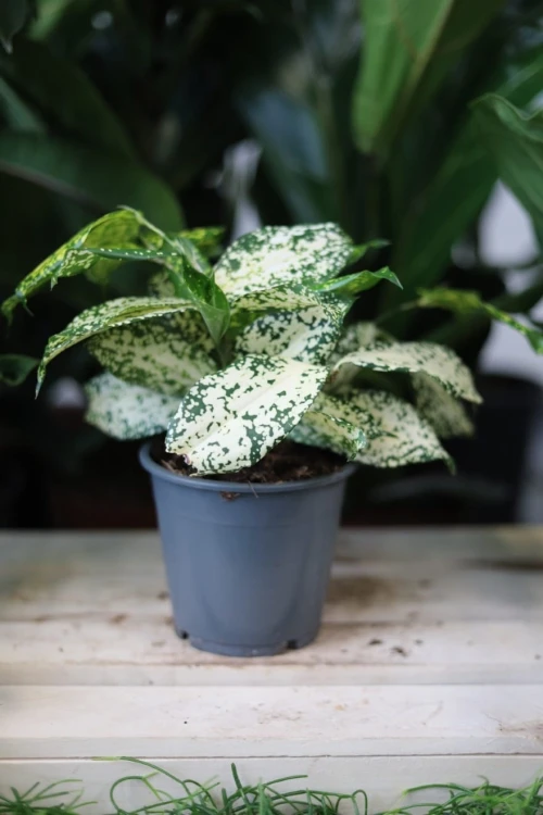 Dracaena ‘Florida Beauty’ w aranżacji wnętrza – tropikalna roślina doniczkowa, która wprowadza do przestrzeni świeżość, kolor i naturalny, egzotyczny charakter.