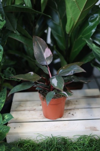 Philodendron ‘Pink Princess’ w aranżacji wnętrza – tropikalna roślina doniczkowa, która wprowadza do przestrzeni kolor, elegancję i egzotyczny klimat.