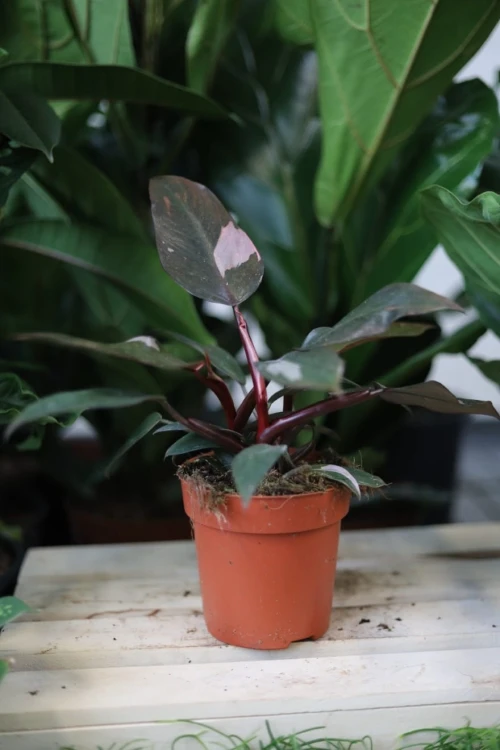 Philodendron Pink Princess