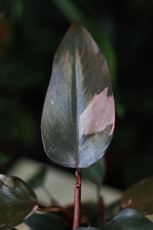 Zbliżenie liści Philodendron ‘Pink Princess’ ukazujące kontrastowe połączenie ciemnej zieleni i intensywnego różu. Roślina o kolekcjonerskim charakterze.