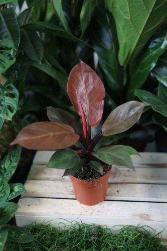 Philodendron Red Sun (1).JPG