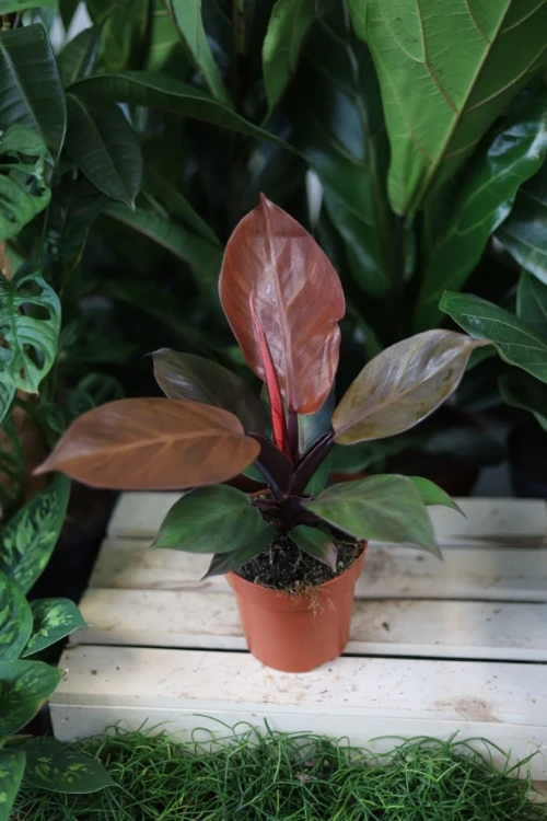 Philodendron Red Sun (1).JPG