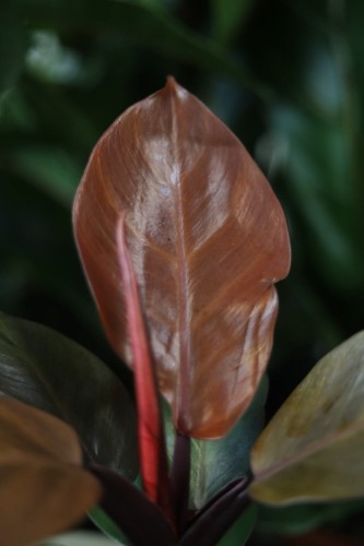 Philodendron Red Sun (2).JPG