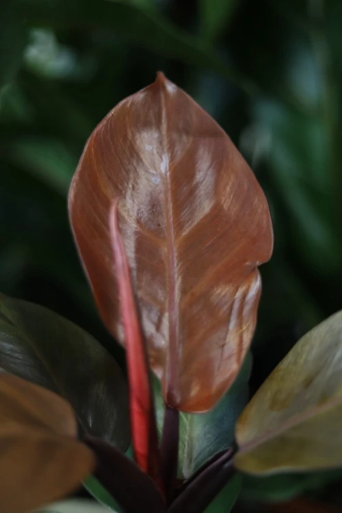 Philodendron Red Sun (2).JPG