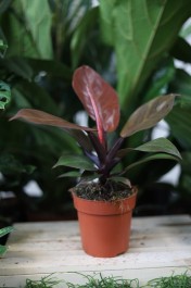 Philodendron Red Sun (3).JPG