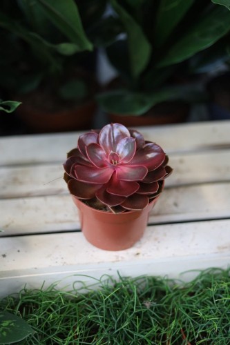 Echeveria ‘Red Ruby’ – efektowny sukulent o rozetowym pokroju i mięsistych liściach w czerwono-różowych odcieniach. Idealna do nowoczesnych aranżacji.