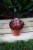 Echeveria ‘Red Ruby’ – efektowny sukulent o rozetowym pokroju i mięsistych liściach w czerwono-różowych odcieniach. Idealna do nowoczesnych aranżacji.