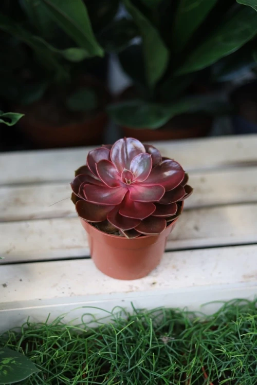Echeveria ‘Red Ruby’ – efektowny sukulent o rozetowym pokroju i mięsistych liściach w czerwono-różowych odcieniach. Idealna do nowoczesnych aranżacji.