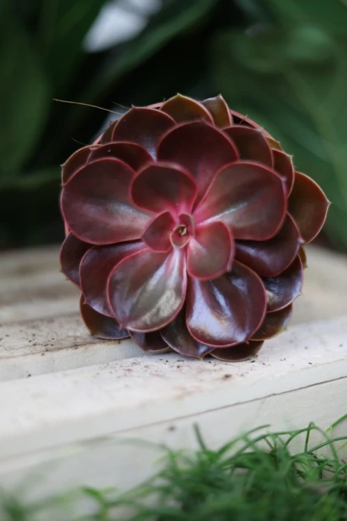 Zbliżenie liści Echeveria ‘Red Ruby’ ukazujące ich intensywne wybarwienie i gładką, mięsistą strukturę. Roślina łatwa w pielęgnacji i bardzo dekoracyjna.