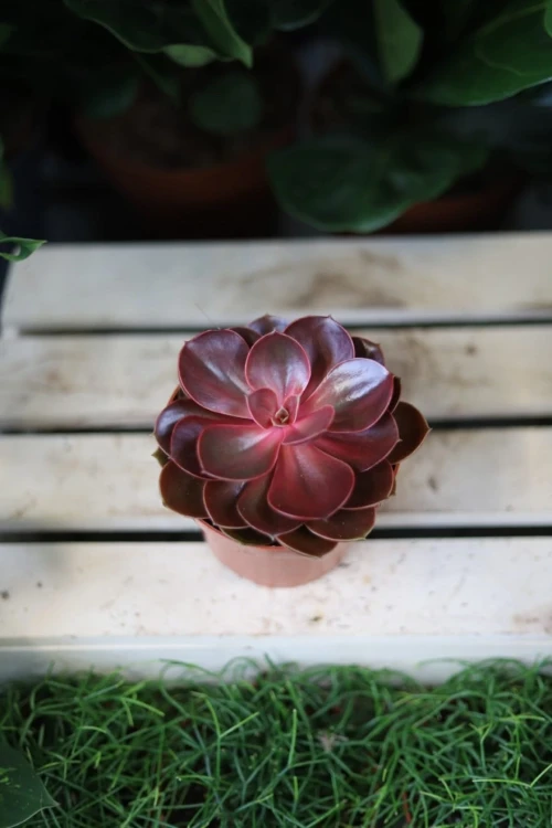 Echeveria ‘Red Ruby’ w aranżacji wnętrza – kompaktowy sukulent, który wprowadza do przestrzeni kolor, minimalizm i naturalny, dekoracyjny akcent.