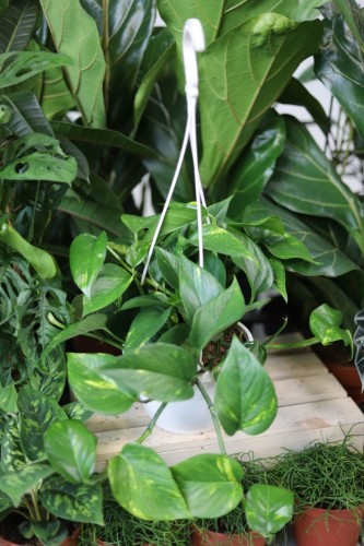 Epipremnum Aureum to popularna roślina doniczkowa o sercowatych, zielono-żółtych liściach, idealna do domu i biura, dodająca wnętrzom świeżości.