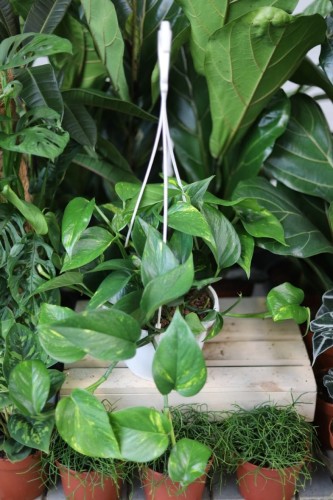 Epipremnum aureum XL w aranżacji wnętrza – tropikalna roślina doniczkowa, która wprowadza do przestrzeni świeżość, zieleń i egzotyczny klimat.