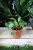 Pilea peperomioides ‘Sugar’ w aranżacji wnętrza – nowoczesna roślina doniczkowa, która wprowadza do przestrzeni lekkość, świeżość i naturalny akcent.