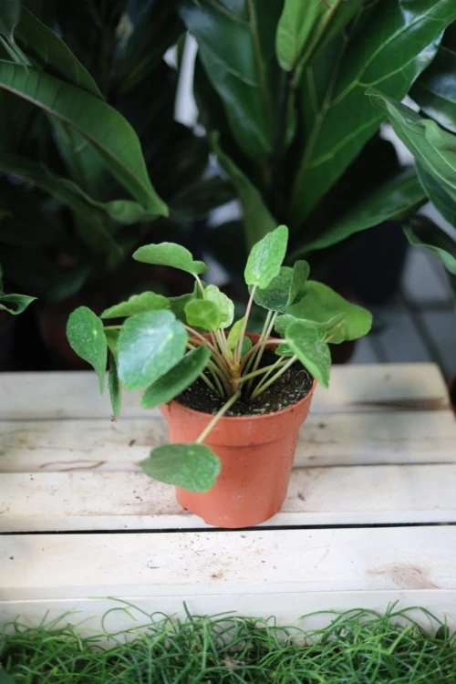 Pilea peperomioides ‘Sugar’ w aranżacji wnętrza – nowoczesna roślina doniczkowa, która wprowadza do przestrzeni lekkość, świeżość i naturalny akcent.