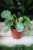 Pilea peperomioides Sugar