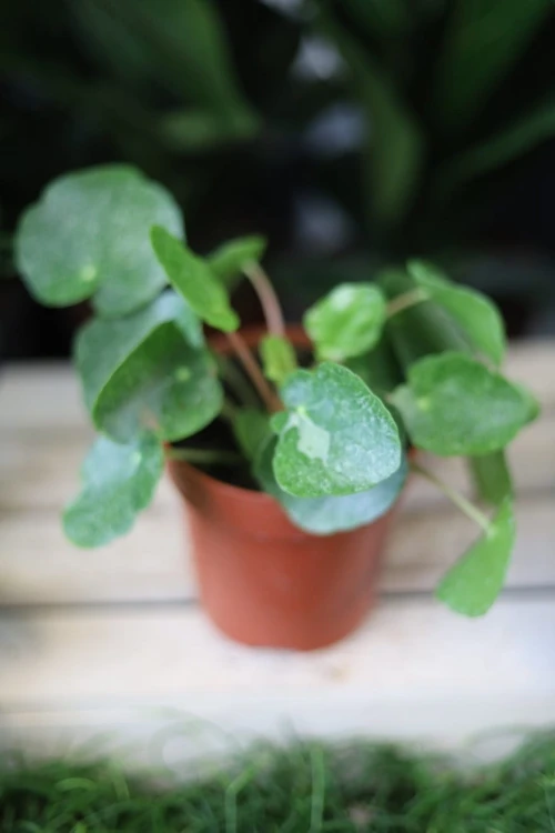 Pilea peperomioides Sugar