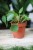 Pilea peperomioides ‘Sugar’ – efektowna roślina doniczkowa o okrągłych liściach z subtelnym, jasnym nakrapianiem. Idealna do minimalistycznych wnętrz.