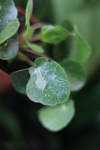 Zbliżenie liści Pilea ‘Sugar’ ukazujące ich charakterystyczny, monetowy kształt oraz delikatne, jasne plamki. Roślina łatwa w pielęgnacji i dekoracyjna.