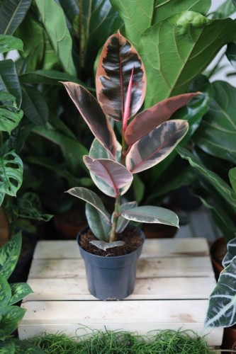 Ficus elastica Belize, znany jako fikus sprężysty, to efektowna odmiana o różowo-zielonych liściach z jasnym, kremowym obrzeżeniem. Ta elegancka roślina doniczkowa wprowadza do wnętrza kolor i tropikalny klimat, a przy tym jest łatwa w pielęgnacji.