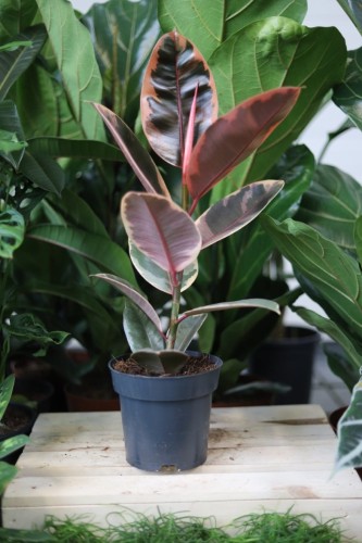 Ficus elastica ‘Belize’ – efektowna roślina doniczkowa o błyszczących, zielonych liściach z różowo-kremowymi przebarwieniami. Idealna do wnętrz.