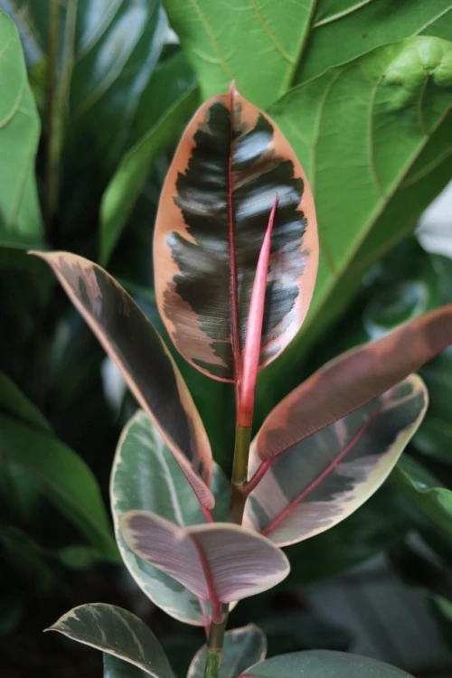 Ficus elastica ‘Belize’ w aranżacji wnętrza – tropikalna roślina doniczkowa, która wprowadza do przestrzeni kolor, elegancję i egzotyczny charakter.