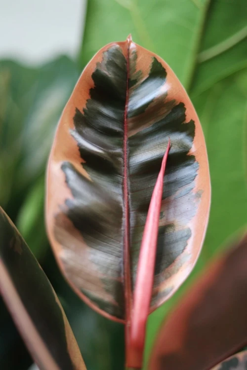 Zbliżenie liści Ficus elastica ‘Belize’ ukazujące intensywne variegacje w odcieniach różu, kremu i zieleni oraz błyszczącą powierzchnię liści. Roślina dekoracyjna.