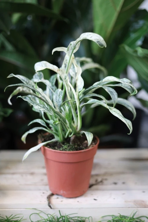 Rhaphidophora puberula variegata – kolekcjonerska roślina pnąca o zielonych liściach z kremowymi, dekoracyjnymi przebarwieniami.