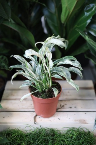 Rhaphidophora puberula variegata w aranżacji wnętrza – tropikalna roślina doniczkowa, która wprowadza do przestrzeni świeżość, elegancję i kolekcjonerski charakter.
