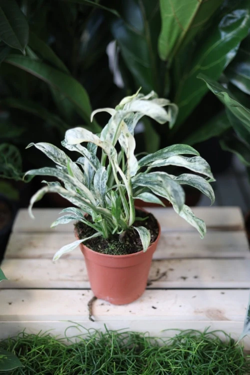 Rhaphidophora puberula variegata w aranżacji wnętrza – tropikalna roślina doniczkowa, która wprowadza do przestrzeni świeżość, elegancję i kolekcjonerski charakter.