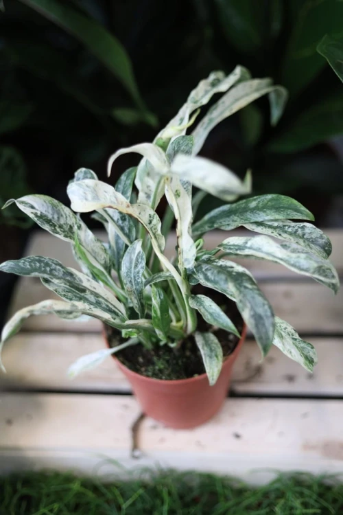Rhaphidophora puberula variegata