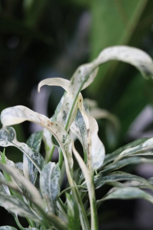 Zbliżenie liści Rhaphidophora puberula variegata ukazujące kontrastowe variegacje i błyszczącą strukturę liści. Roślina o egzotycznym wyglądzie.