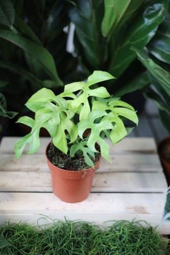 Rhaphidophora tetrasperma 'Goldrush' (1).JPG