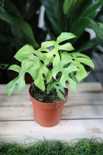 Rhaphidophora tetrasperma 'Goldrush' (2).JPG