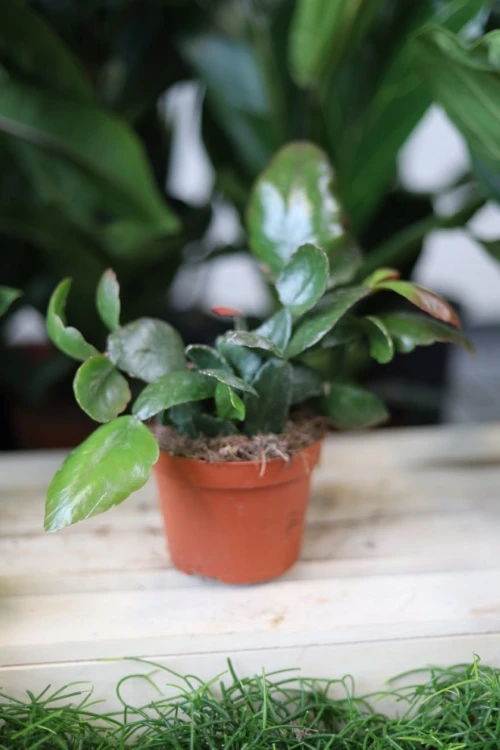 Rhipsalis pachyptera ‘Rubra’ w aranżacji wnętrza – zwisająca roślina doniczkowa, która wprowadza do przestrzeni lekkość, naturalność i egzotyczny charakter.