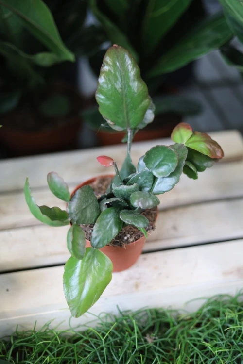 Rhipsalis pachyptera Rubra