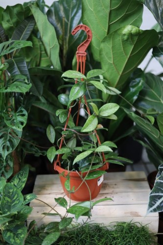 Hoya carnosa ‘Splash’ XL – efektowna roślina pnąca o mięsistych, zielonych liściach z dekoracyjnymi, srebrzystymi przebarwieniami. Idealna do wiszących donic.