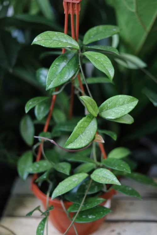Hoya carnosa Splash