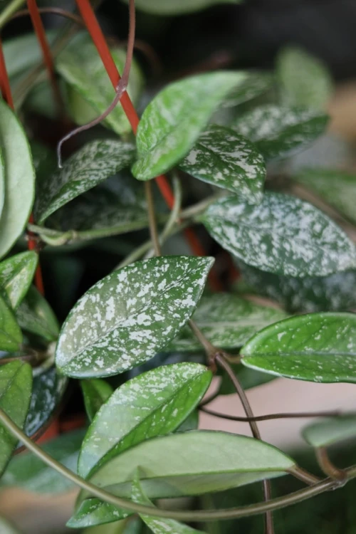 Zbliżenie liści Hoya ‘Splash’ XL ukazujące naturalne, srebrzyste nakrapianie i błyszczącą, woskową strukturę liści. Roślina łatwa w pielęgnacji i dekoracyjna.