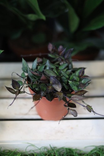 Hoya krohniana ‘Black Leaves’ – efektowna roślina pnąca o drobnych, ciemnozielonych liściach o niemal czarnym odcieniu. Idealna do wiszących donic.