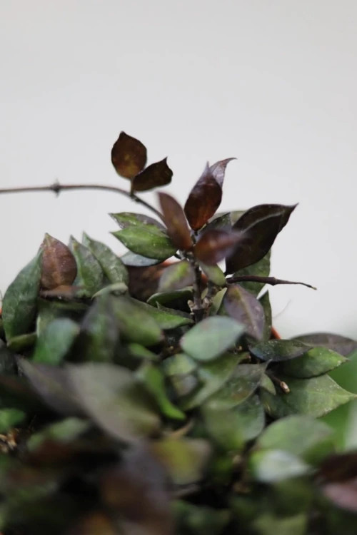 Hoya krohniana ‘Black Leaves’ w aranżacji wnętrza – tropikalna roślina doniczkowa, która wprowadza do przestrzeni kontrast, głębię i egzotyczny klimat.