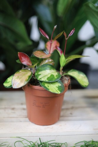 Hoya australis ‘Lisa’ – efektowna roślina pnąca o zielonych liściach z kremowo-żółtymi i różowymi przebarwieniami. Idealna do wiszących donic.