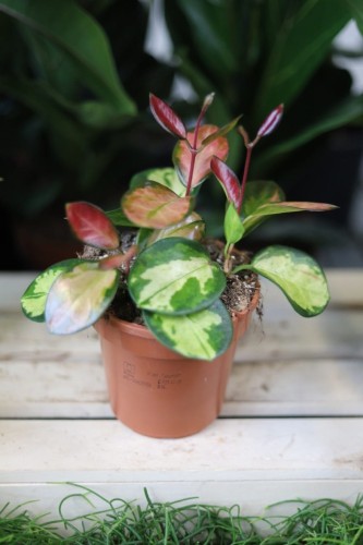 Hoya australis ‘Lisa’ w aranżacji wnętrza – tropikalna roślina doniczkowa, która wprowadza do przestrzeni kolor, lekkość i egzotyczny charakter.