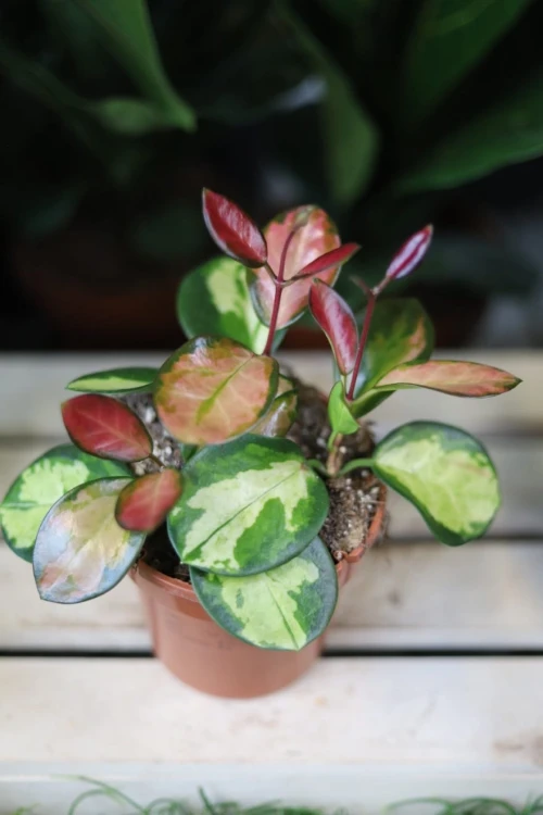 Hoya Lisa