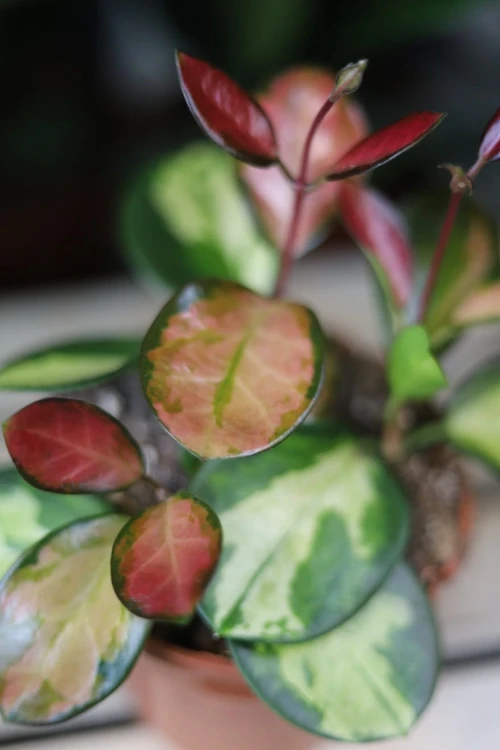 Zbliżenie liści Hoya australis ‘Lisa’ ukazujące naturalne variegacje w odcieniach kremu, zieleni i różu oraz błyszczącą, woskową strukturę liści.