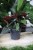 Syngonium erythrophyllum ‘Red Arrow’ w aranżacji wnętrza – tropikalna roślina doniczkowa, która wprowadza do przestrzeni głębię, kolor i egzotyczny klimat.