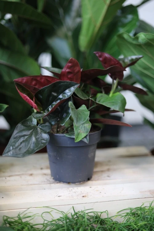Syngonium erythrophyllum ‘Red Arrow’ w aranżacji wnętrza – tropikalna roślina doniczkowa, która wprowadza do przestrzeni głębię, kolor i egzotyczny klimat.