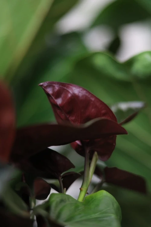 Zbliżenie liści Syngonium ‘Red Arrow’ ukazujące głęboki, burgundowy spód i dekoracyjny kontrast kolorystyczny. Roślina kolekcjonerska i łatwa w uprawie.